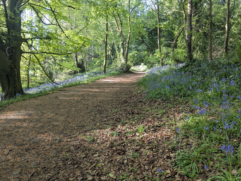 Bluebells.